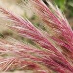 Bromus rubens Fruit