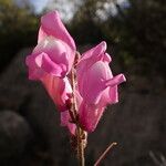 Antirrhinum graniticumVirág