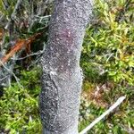 Elaeocarpus spathulatus പുറംതൊലി