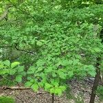 Crataegus punctata Leaf