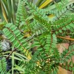 Sorbus koehneana Leaf