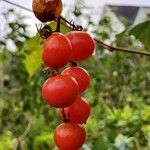 Solanum pimpinellifolium Frukt