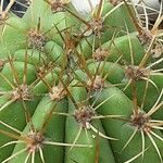 Leucostele terscheckii Drugo