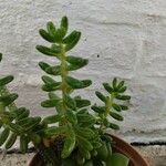 Sedum × rubrotinctum Yaprak