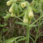 Onosma arenaria Kvet