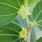 Ziziphus spina-christi Çiçek