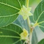 Ziziphus spina-christi പുഷ്പം