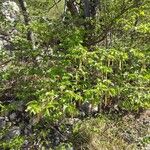 Ostrya carpinifolia ᱥᱟᱠᱟᱢ