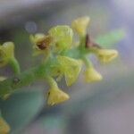 Polystachya golungensis Flor