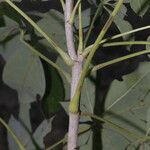 Ceiba aesculifolia Corteza
