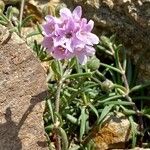 Armeria multiceps പുഷ്പം