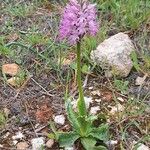 Orchis italica 整株植物