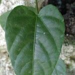 Cissus repens Leaf