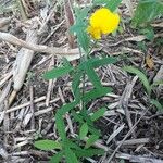 Crotalaria juncea موطن