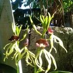 Prosthechea cochleata 花