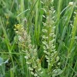 Lepidium perfoliatum ഫലം