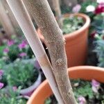 Polygala myrtifolia Bark