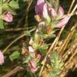 Ononis spinosa Λουλούδι