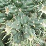 Cylindropuntia imbricata Blad