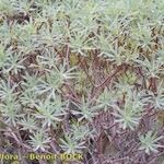 Euphorbia dendroides Habit