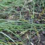 Carex elongata Beste bat