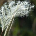 Bothriochloa barbinodis Other