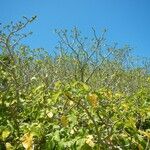 Ceodes grandis 整株植物