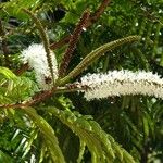 Pentaclethra macroloba Flor
