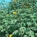 Tithonia diversifoliaDelienn