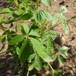 Cleome gynandra Fuelha