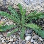 Picris echioides Blatt