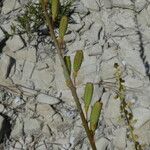 Reseda stricta Meyve
