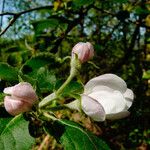 Malus pumila Blüte