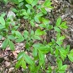 Vaccinium angustifolium Folha
