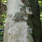 Treculia africana Casca