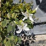 Bauhinia variegata Bloem