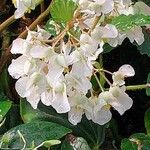 Begonia obliqua Flor