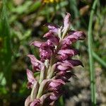 Anacamptis coriophora Květ