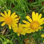 Senecio squalidus Fula