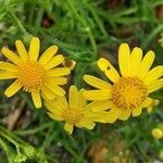 Senecio squalidus Blüte