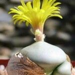 Conophytum flavum Habitatea