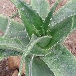 Aloe secundiflora Delienn