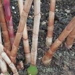 Costus spicatus Bark