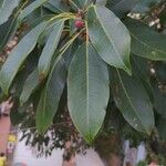 Ficus pertusa Folha