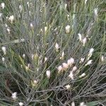 Baccharis sarothroides Flor