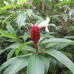 Costus speciosus Λουλούδι