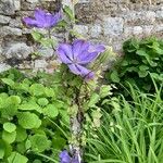 Clematis patensFlower