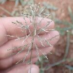 Sporobolus coromandelianus Flower