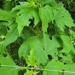 Smallanthus uvedalia Leaf