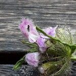 Phlomoides tuberosa 花